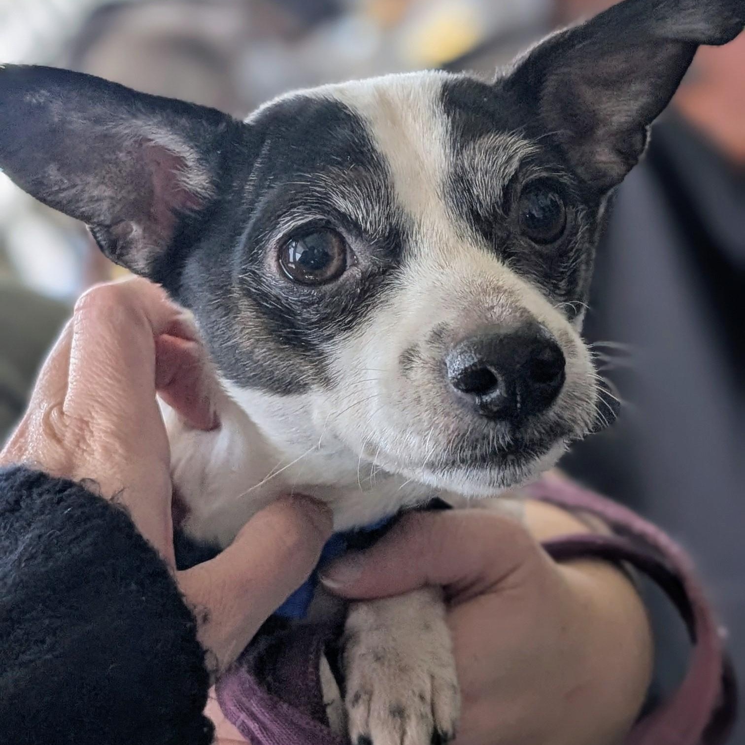 Enlarge Honey, an adopted mixed breed in Mount Bethel, PA image 1/6