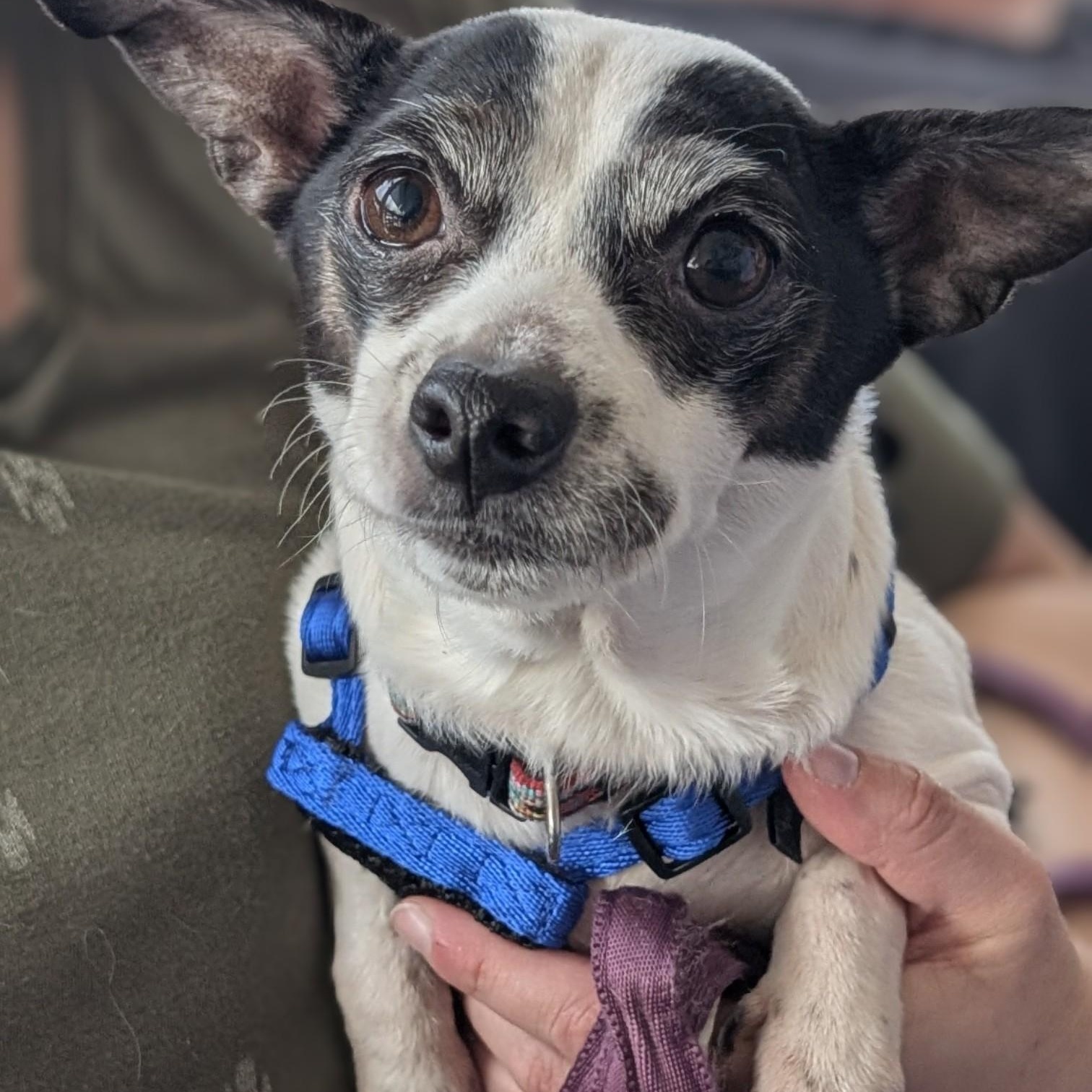 Enlarge Honey, an adopted mixed breed in Mount Bethel, PA image 3/6