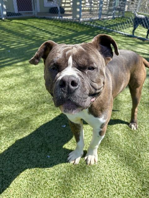 BRUNO, Adoptable, Adult Male American Bulldog & Mixed Breed.