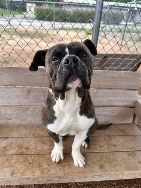 BRUNO, Adoptable, Adult Male American Bulldog & Mixed Breed.