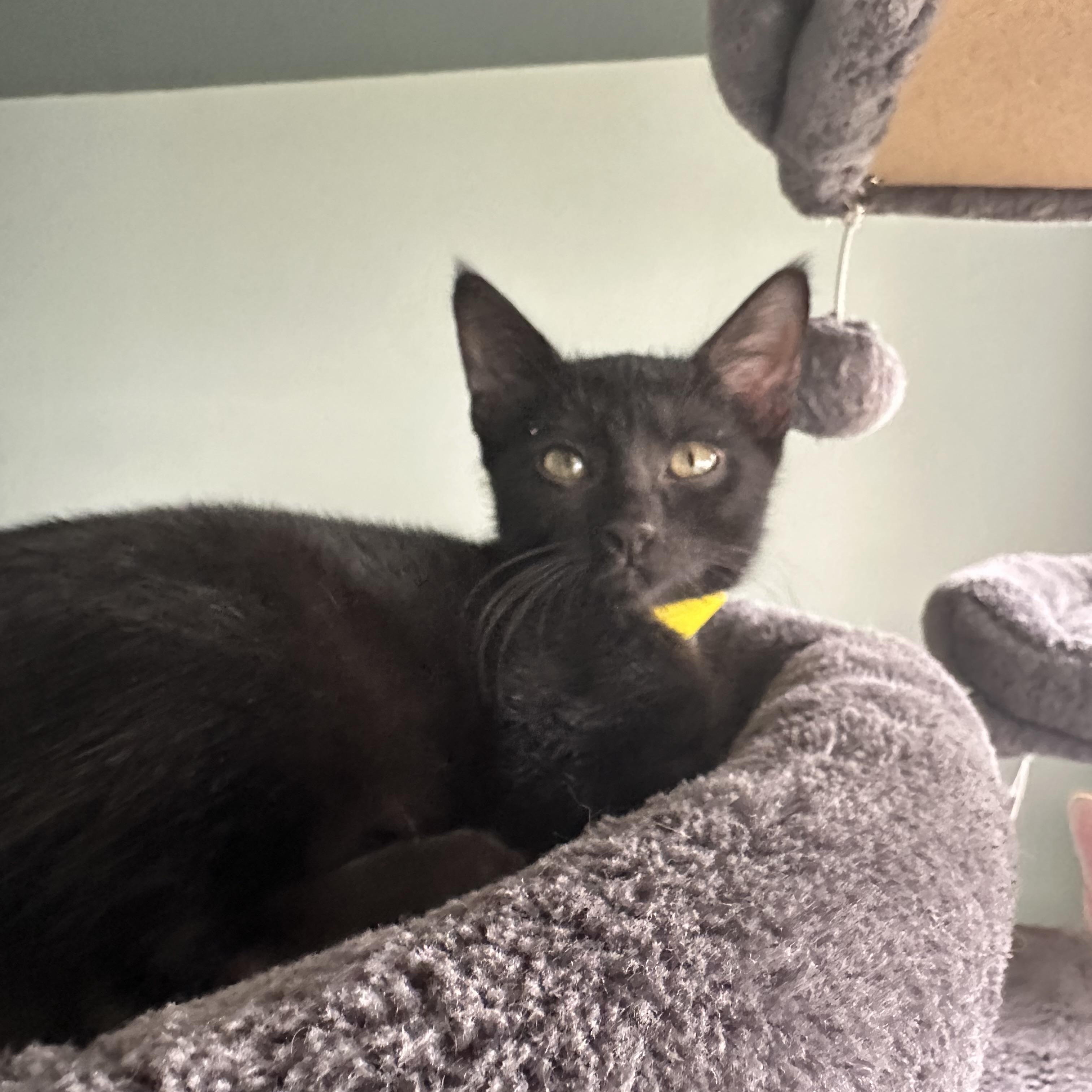 Frito, a ADOPTABLE Domestic Short Hair in New Port Richey, FL image 3/3