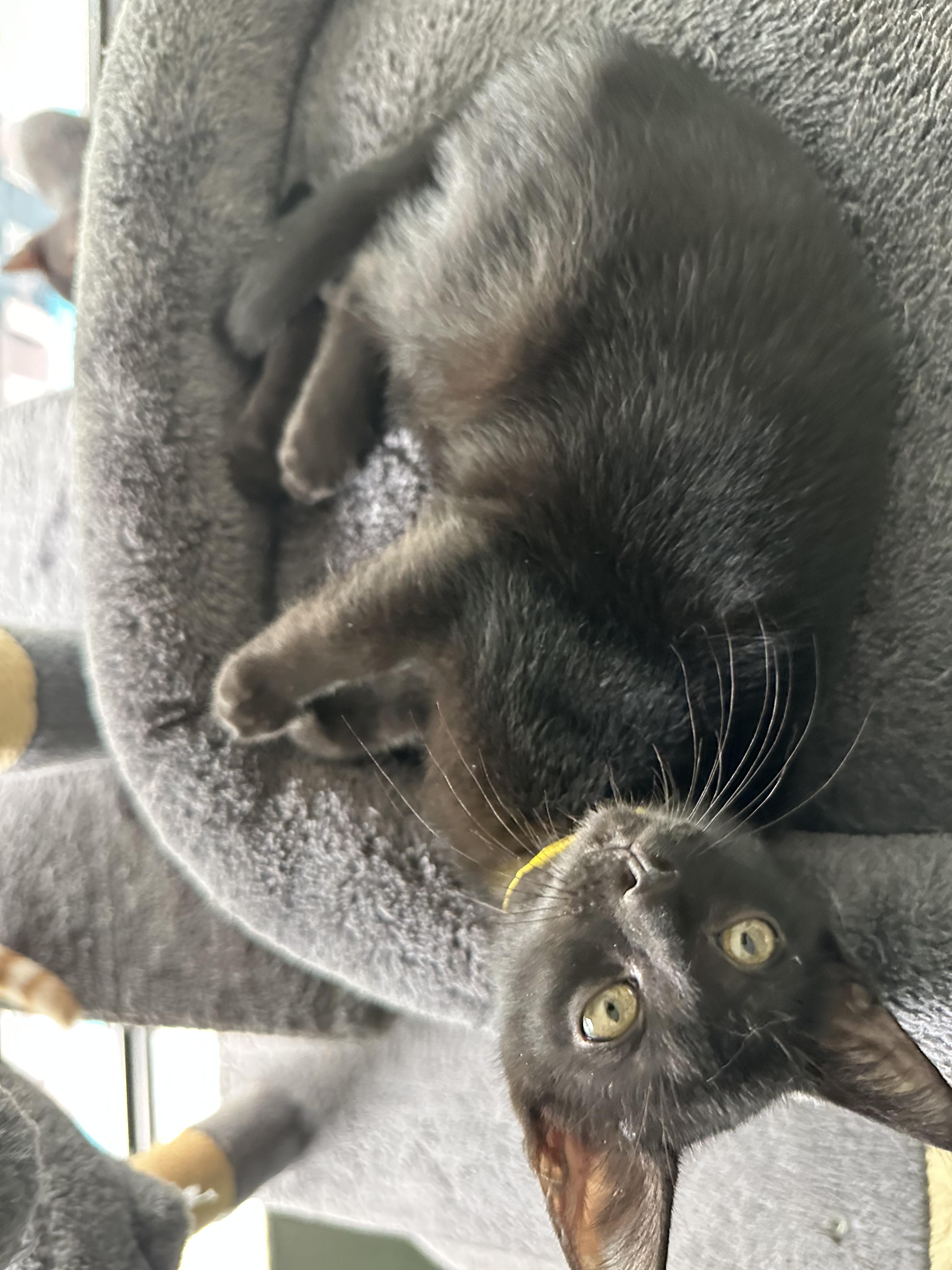 Frito, ADOPTABLE, Young Male Domestic Short Hair.