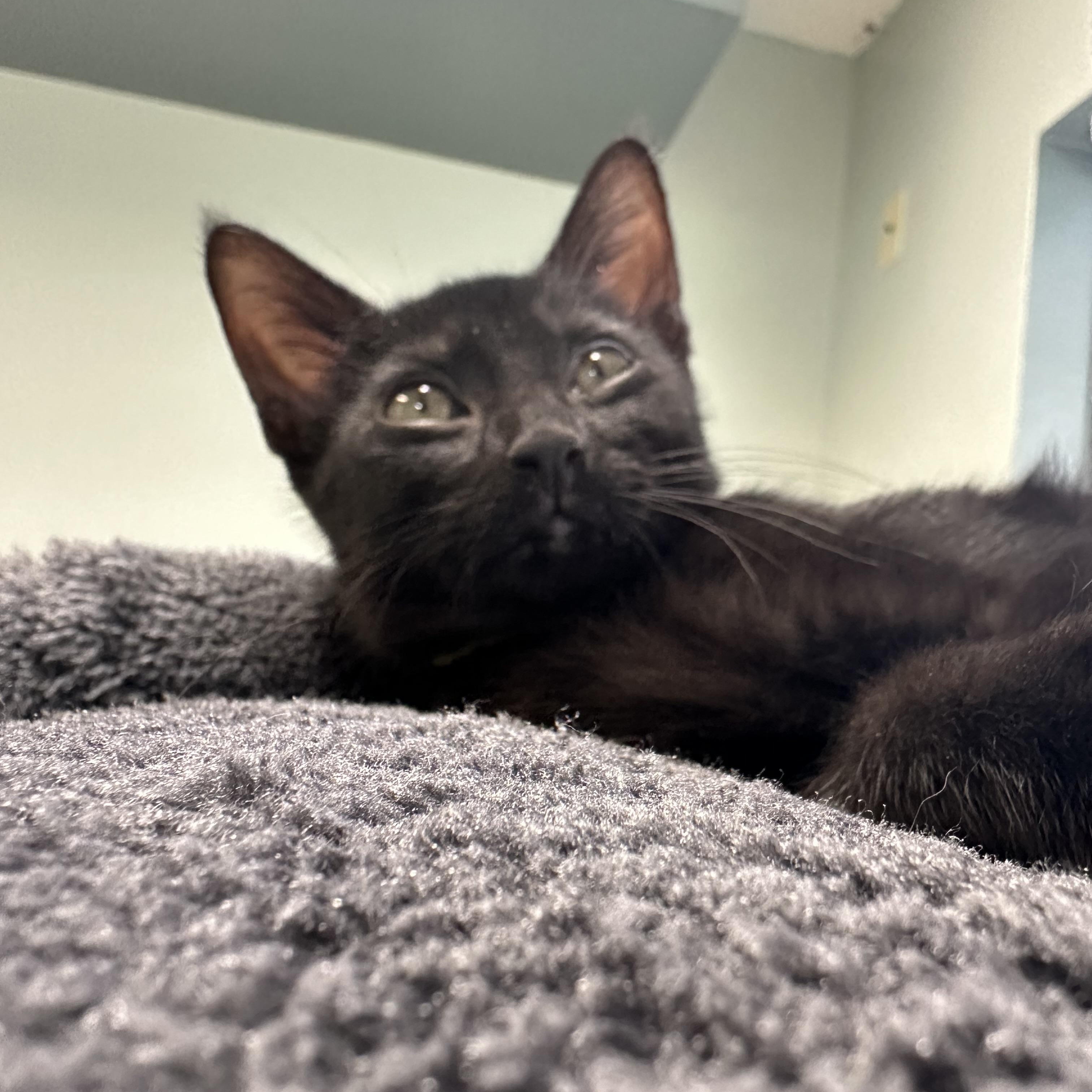 Frito, a ADOPTABLE Domestic Short Hair in New Port Richey, FL image 2/3
