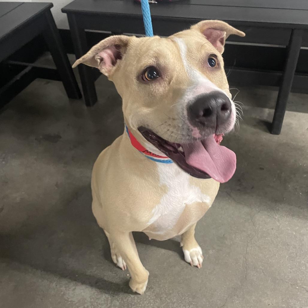 Mia, Adoptable, Adult Female Terrier & Terrier.