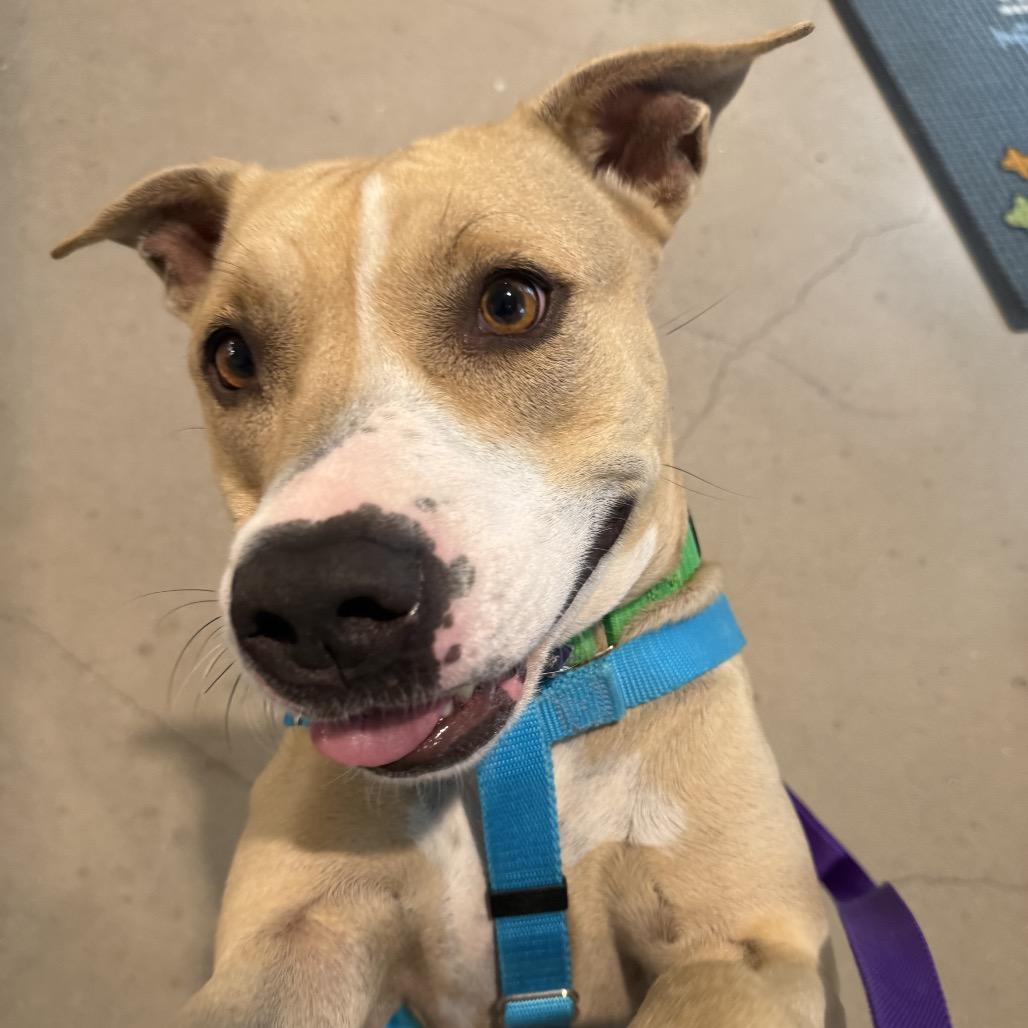 Enlarge Mia, a Adoptable mixed breed in Clearwater, FL image 2/6