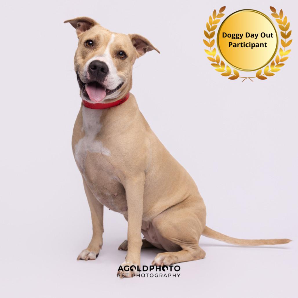 Enlarge Mia, a Adoptable mixed breed in Clearwater, FL image 3/6
