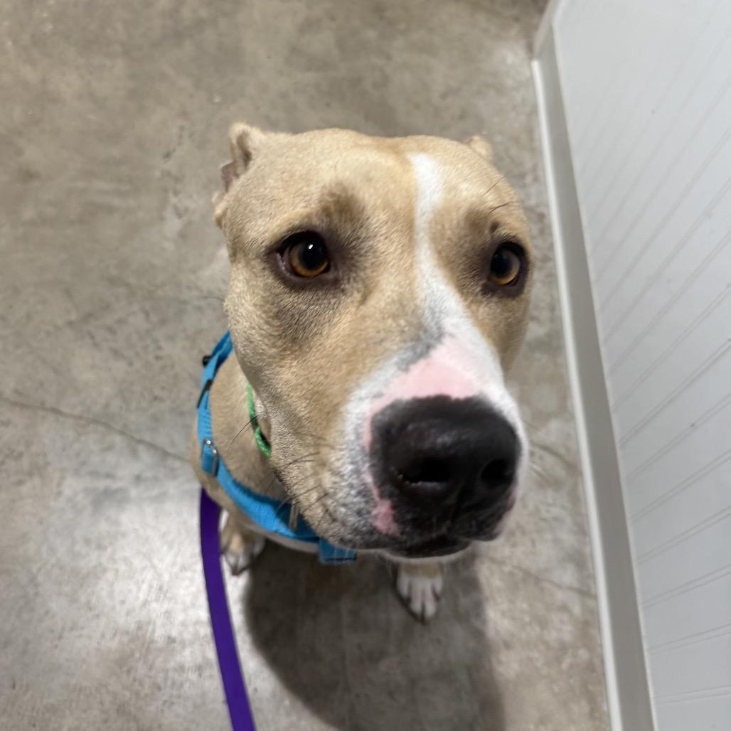 Enlarge Mia, a Adoptable mixed breed in Clearwater, FL image 4/6
