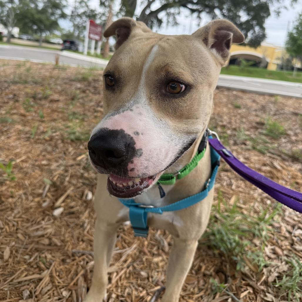 Enlarge Mia, a Adoptable mixed breed in Clearwater, FL image 5/6