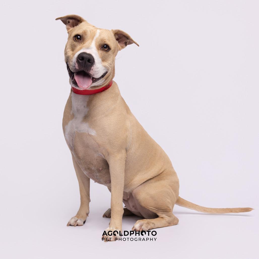 Enlarge Mia, a Adoptable mixed breed in Clearwater, FL image 6/6