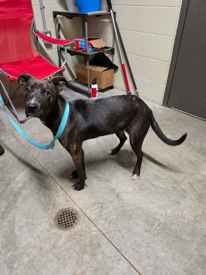 Enlarge Sally, a Adoptable Hound in Shelbyville, TN image 1/6