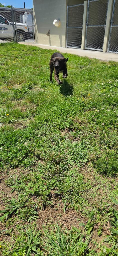Enlarge Sally, a Adoptable Hound in Shelbyville, TN image 3/6
