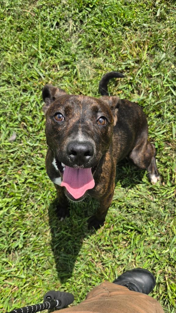 Enlarge Sally, a Adoptable Hound in Shelbyville, TN image 6/6