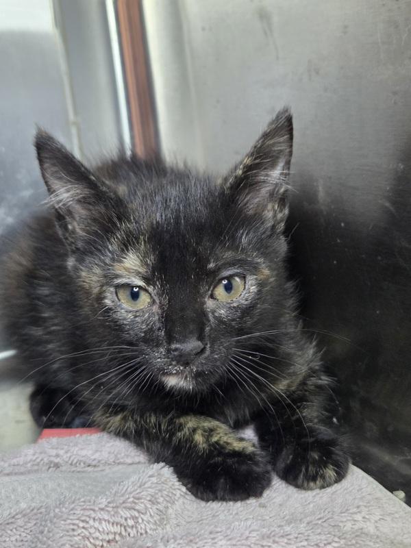 Enlarge Paint By Numbers, a Adoptable mixed breed in Millersville, MD image 1/1