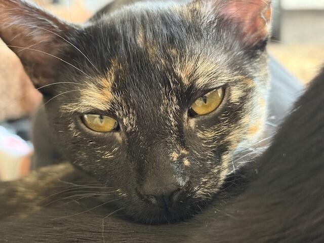 Pauletta, a Adoptable mixed breed in Plymouth, MN image 1/6