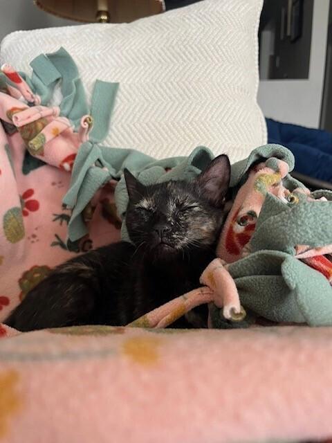 Pauletta, a Adoptable mixed breed in Plymouth, MN image 2/6