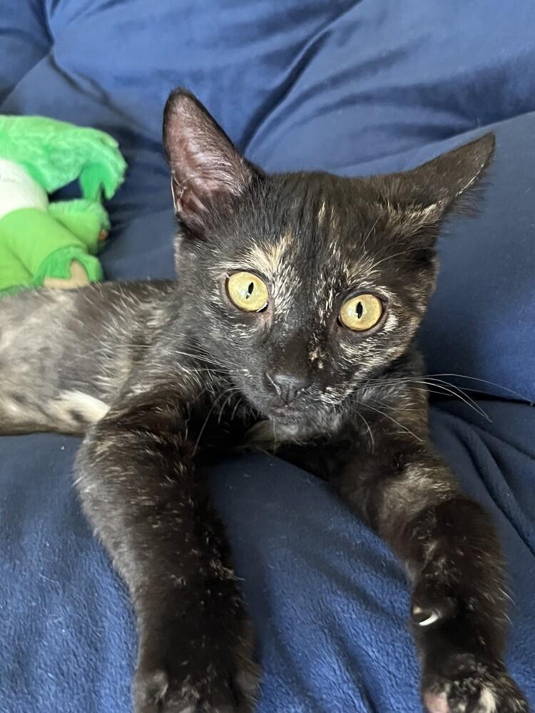 Pauletta, a Adoptable mixed breed in Plymouth, MN image 3/6