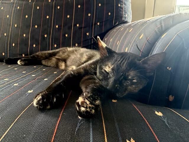 Pauletta, a Adoptable mixed breed in Plymouth, MN image 5/6