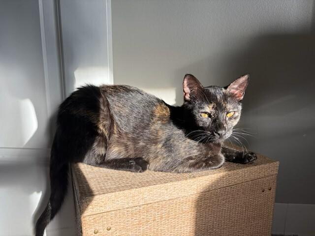 Pauletta, a Adoptable mixed breed in Plymouth, MN image 6/6