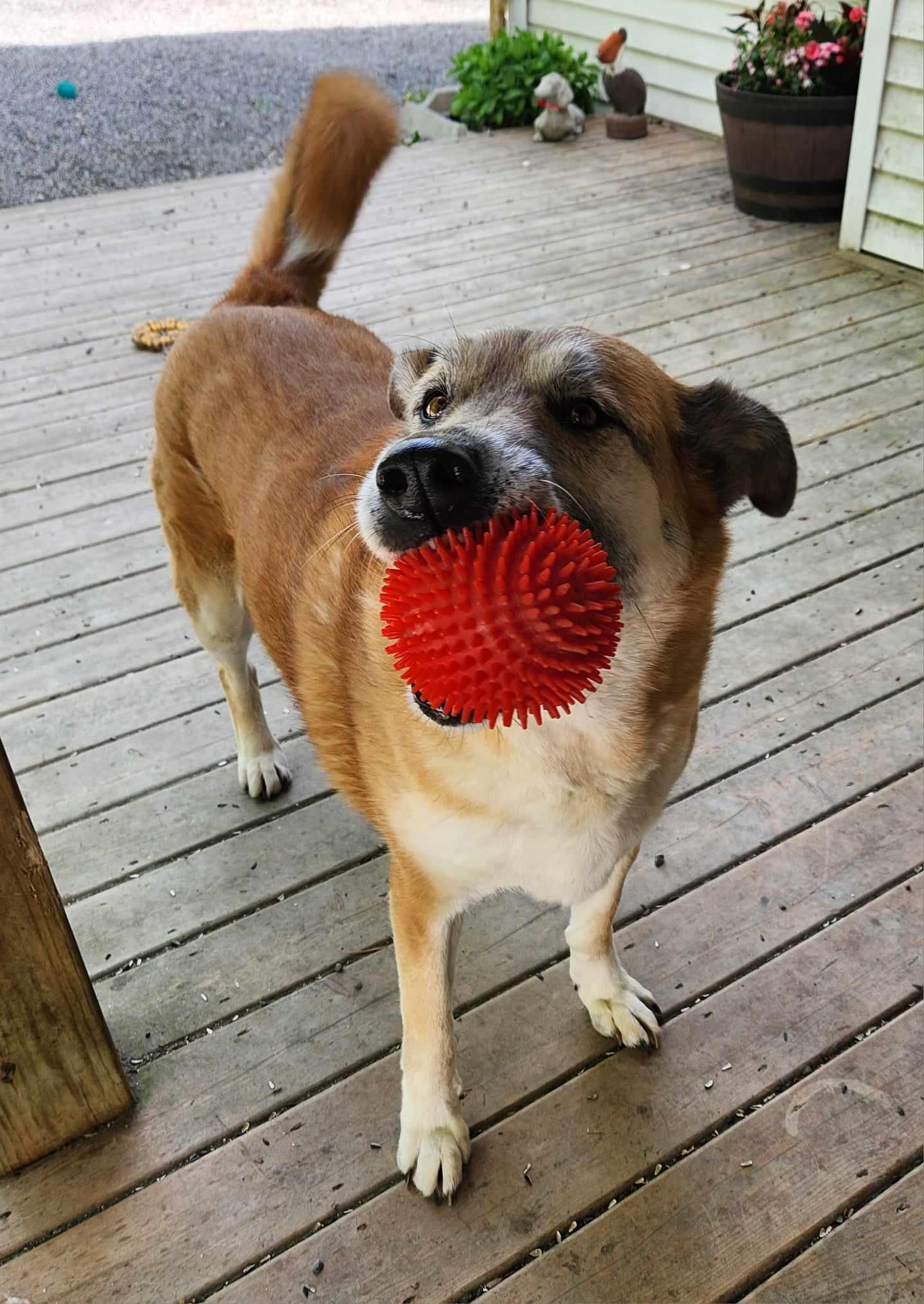 VIOLET, a Adoptable mixed breed in Warkworth, ON image 2/5