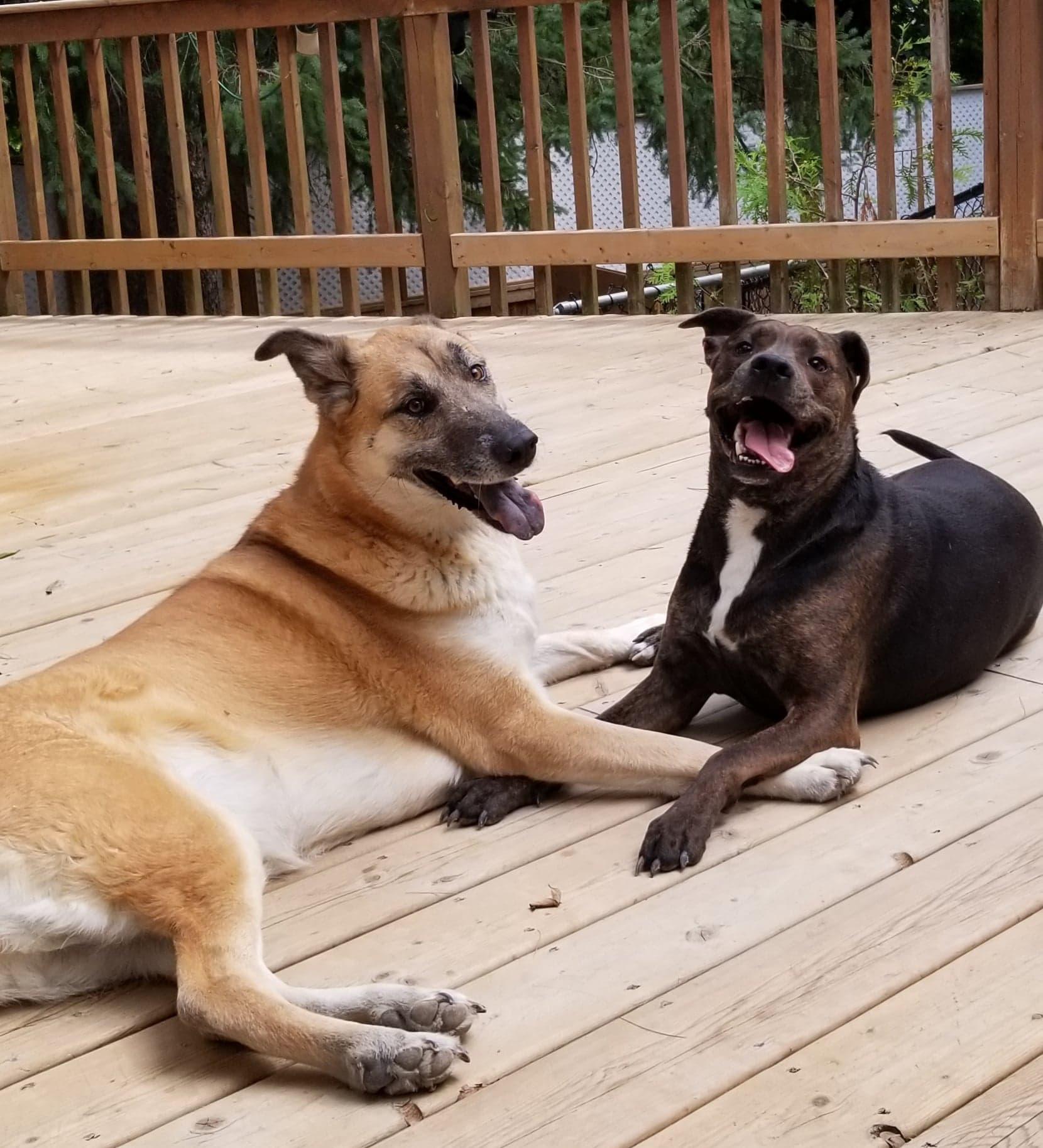 VIOLET, a Adoptable mixed breed in Warkworth, ON image 3/5