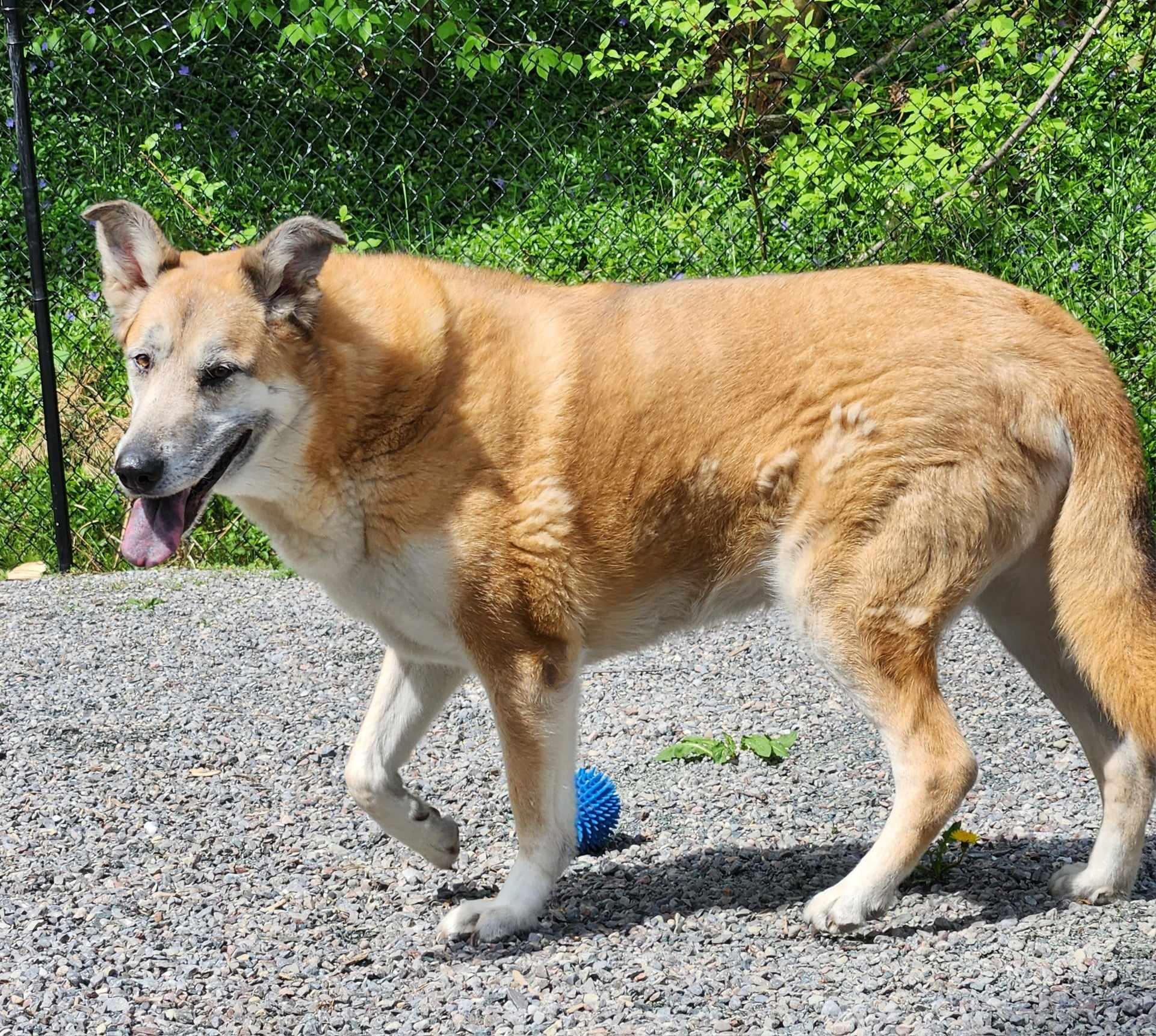 VIOLET, a Adoptable mixed breed in Warkworth, ON image 4/5