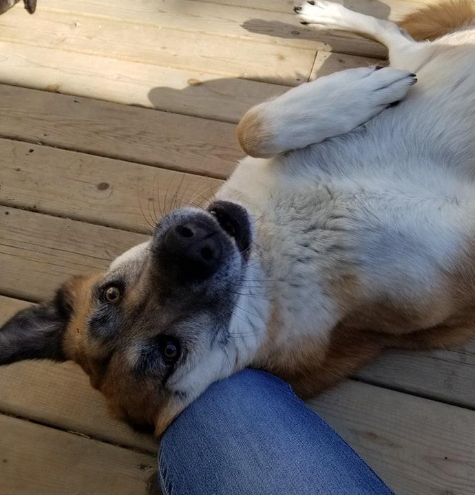 VIOLET, a Adoptable mixed breed in Warkworth, ON image 1/5