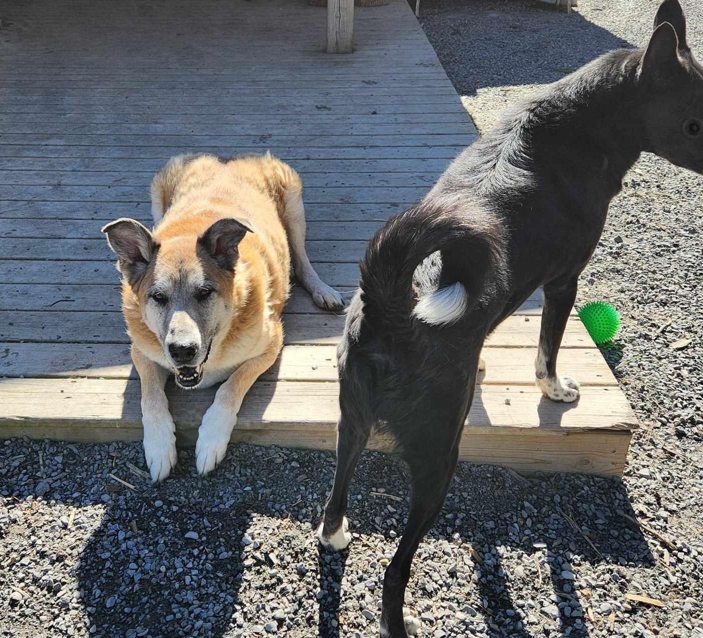 VIOLET, a Adoptable mixed breed in Warkworth, ON image 5/5