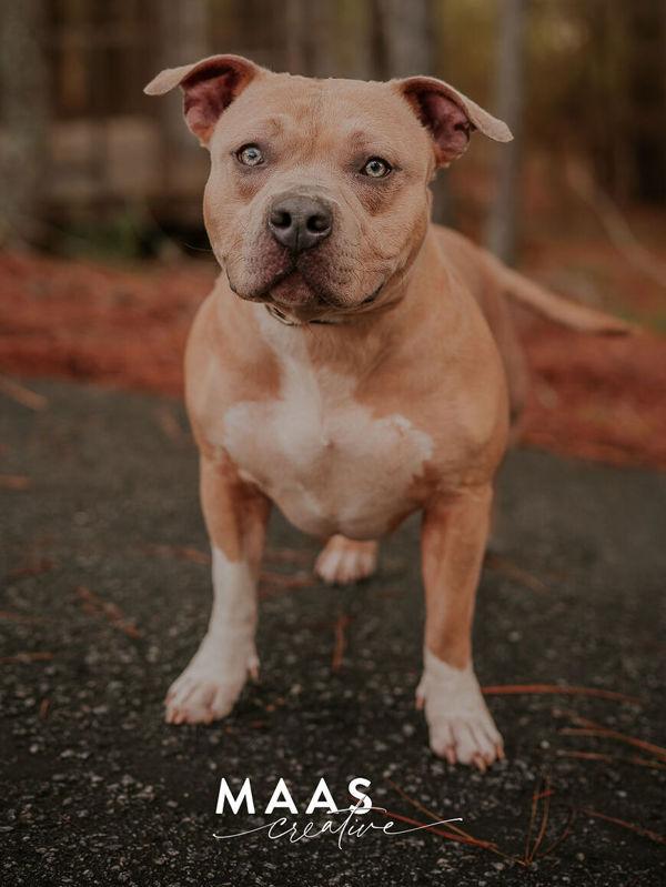 26-03-0832 Myra, a Adoptable mixed breed in Dallas, GA image 1/3