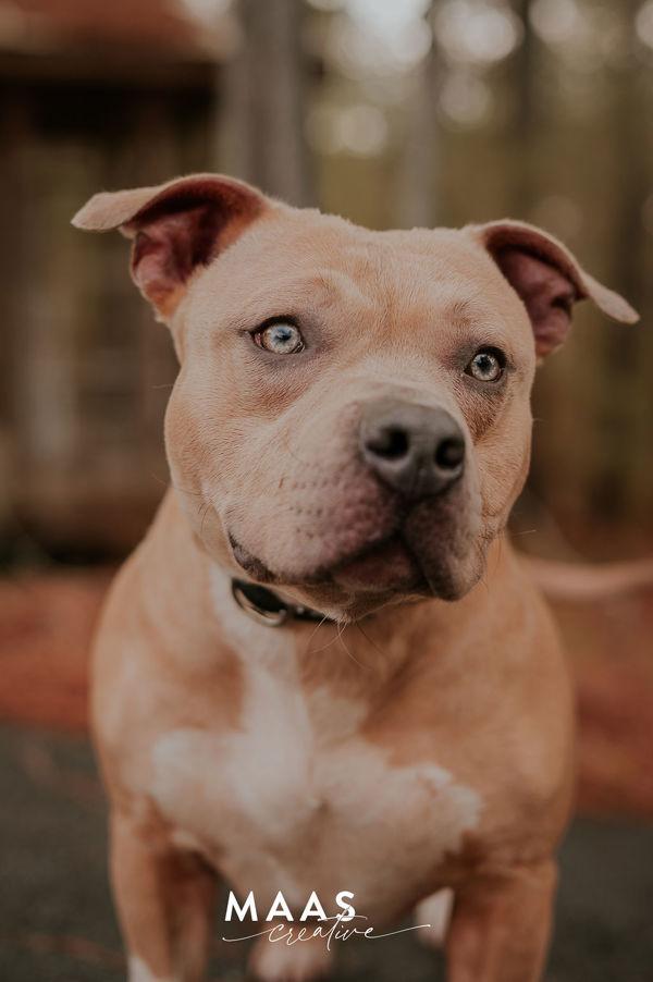 26-03-0832 Myra, a Adoptable mixed breed in Dallas, GA image 3/3