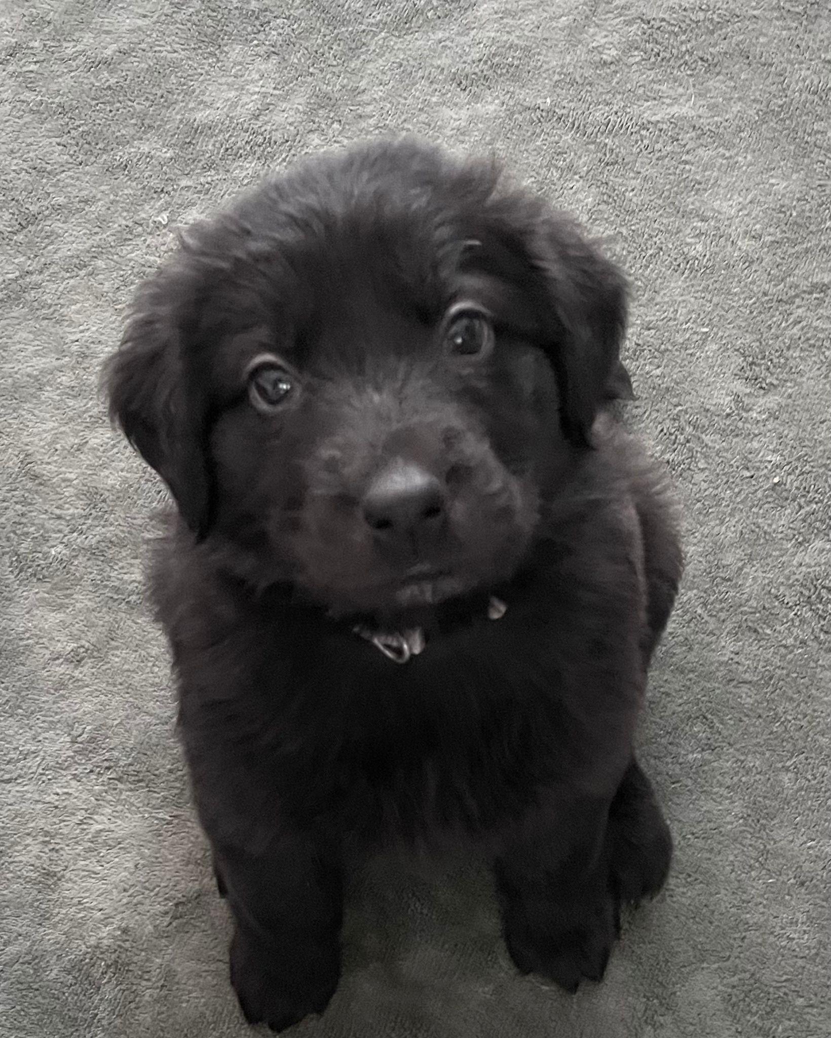 SAMOA, Adoptable, Puppy Male Labrador Retriever & Golden Retriever.
