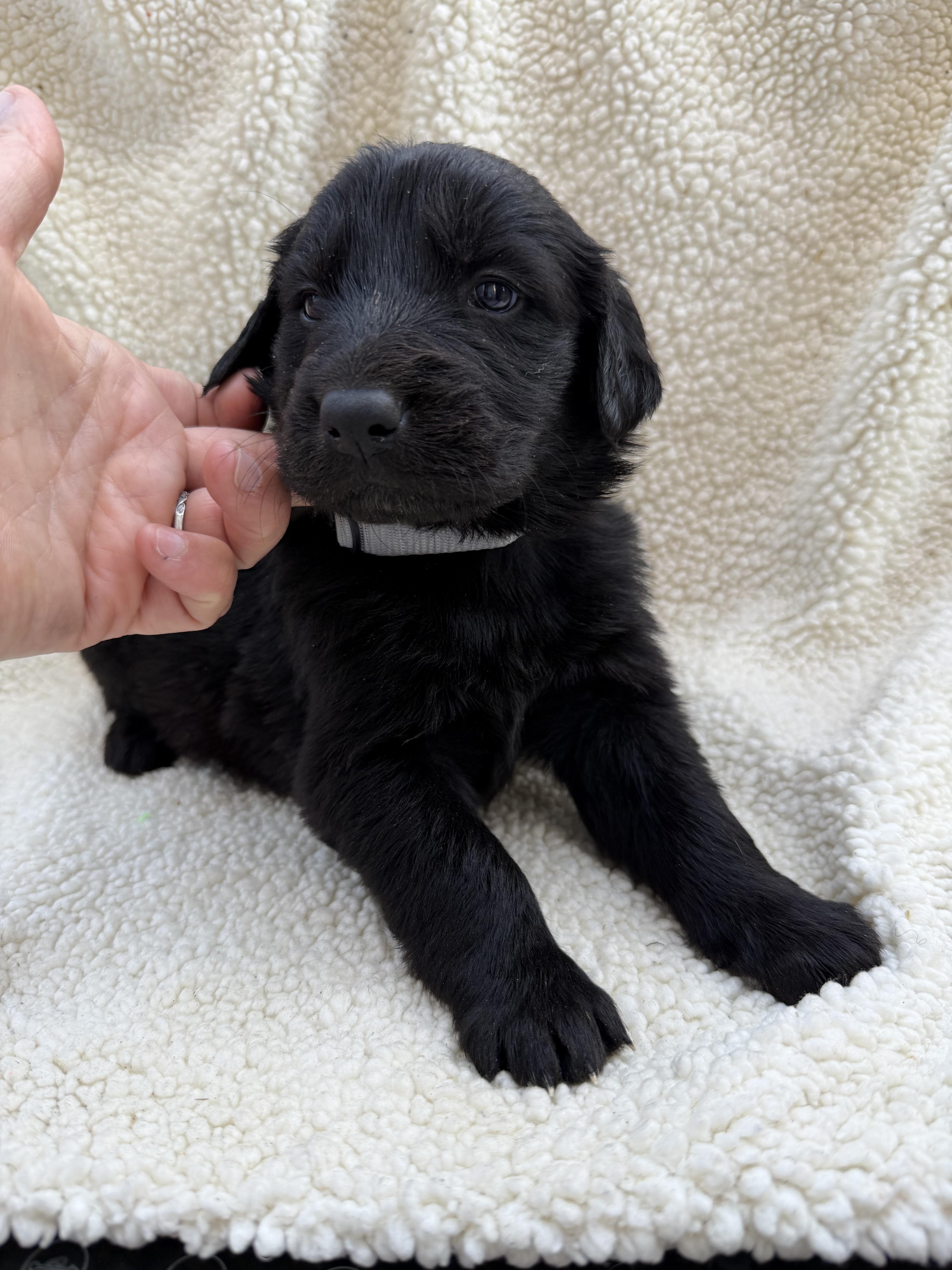 Enlarge SAMOA, a Adoptable mixed breed in Discovery Bay, CA image 2/2