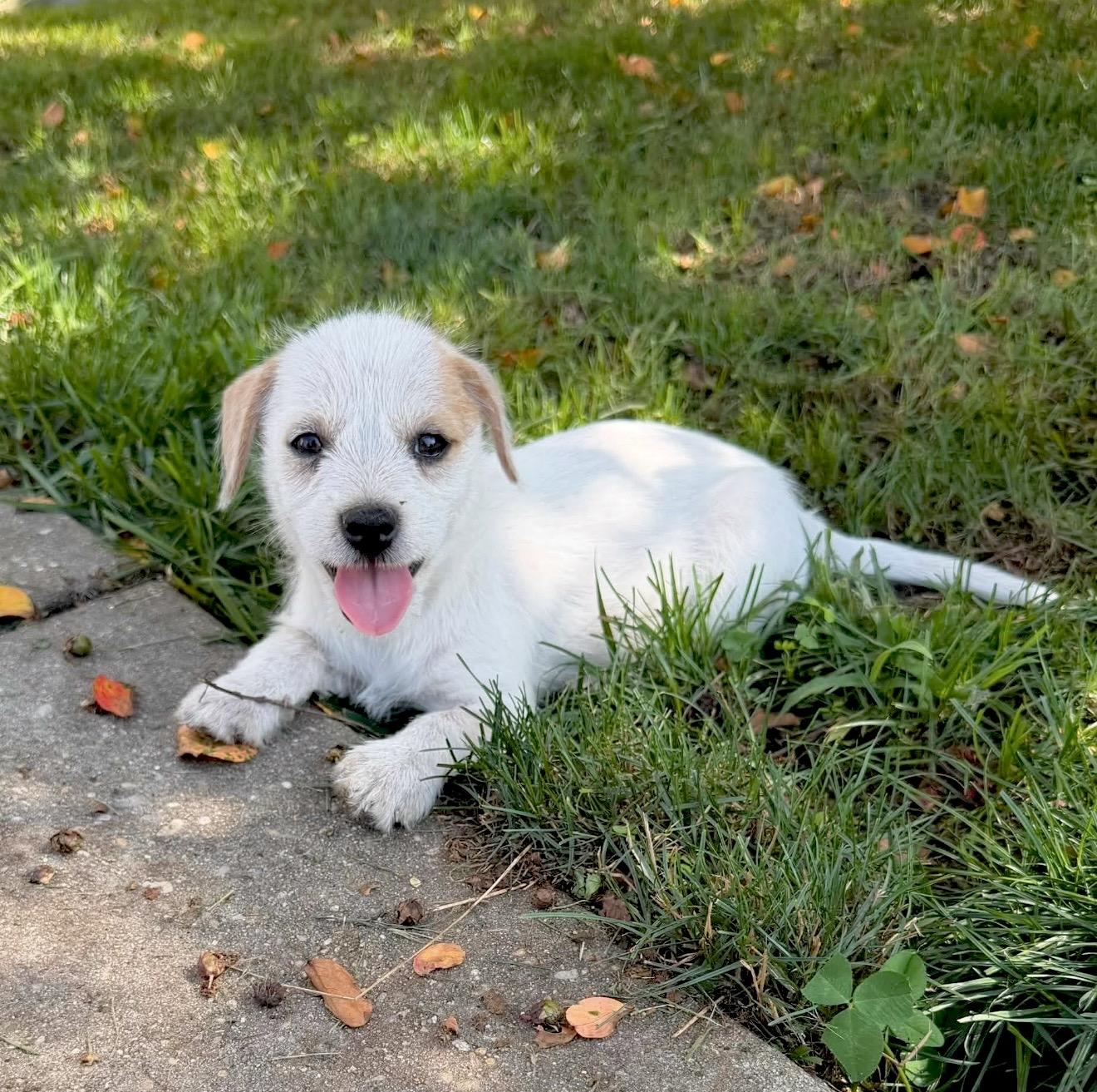 Phoebe, an adopted mixed breed in Millington, MD image 2/6