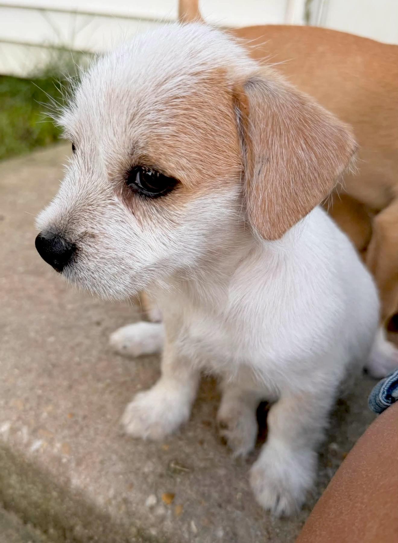 Phoebe, an adopted mixed breed in Millington, MD image 6/6