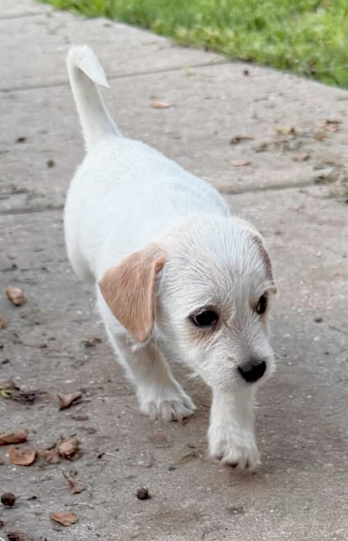 Phoebe, an adopted mixed breed in Millington, MD image 5/6