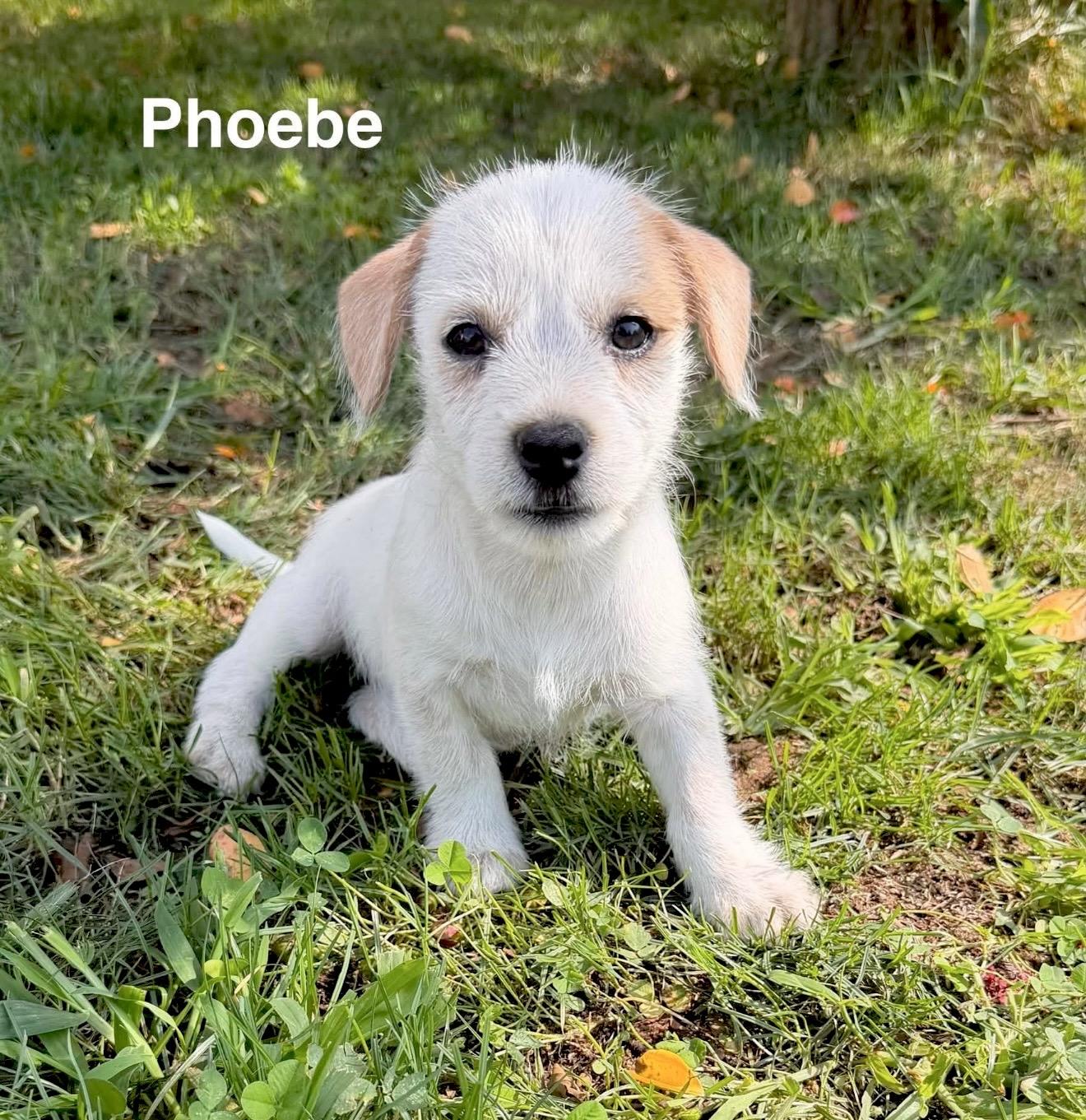 Phoebe, adopted, Puppy Female Poodle & Shih Tzu.