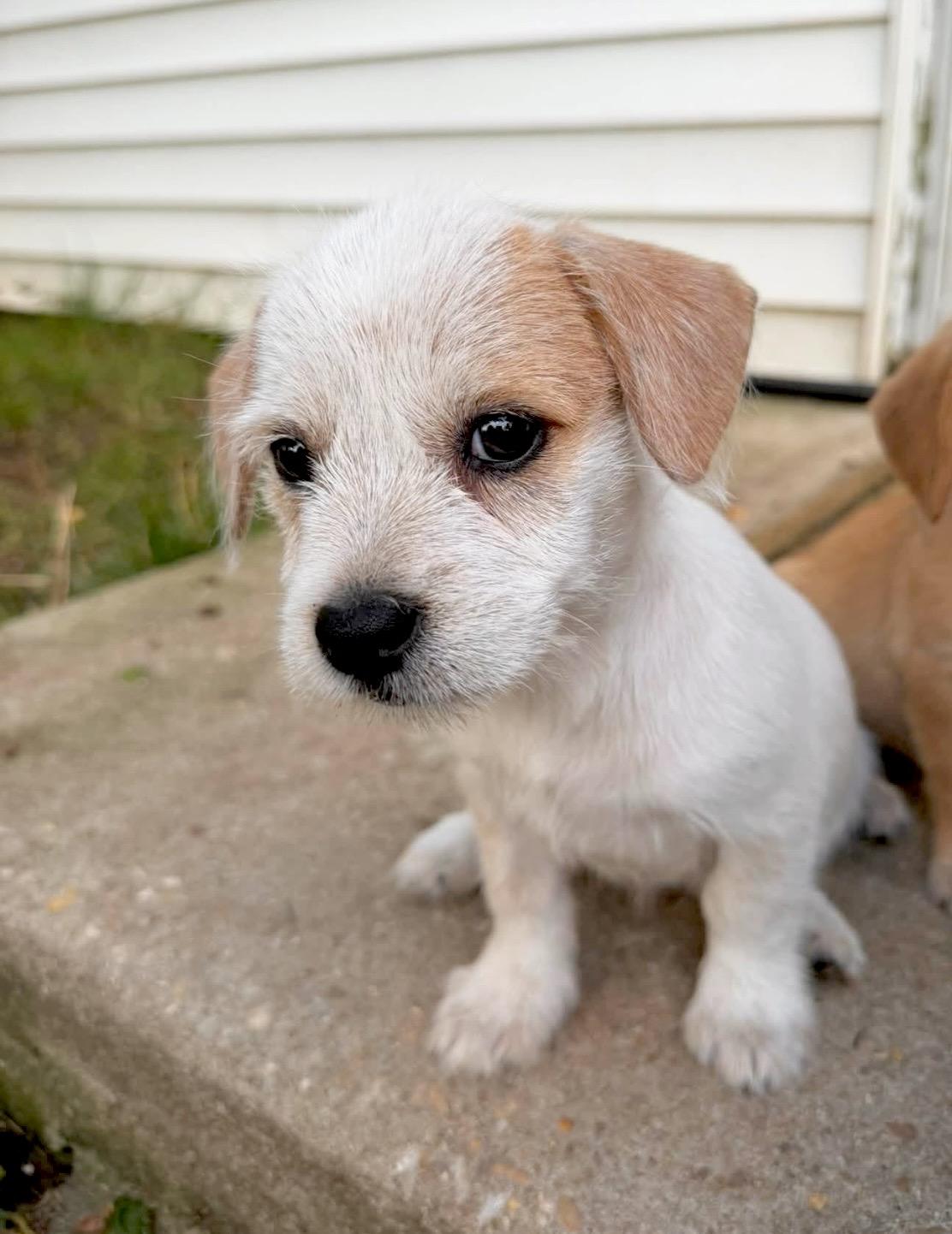 Phoebe, an adopted mixed breed in Millington, MD image 3/6