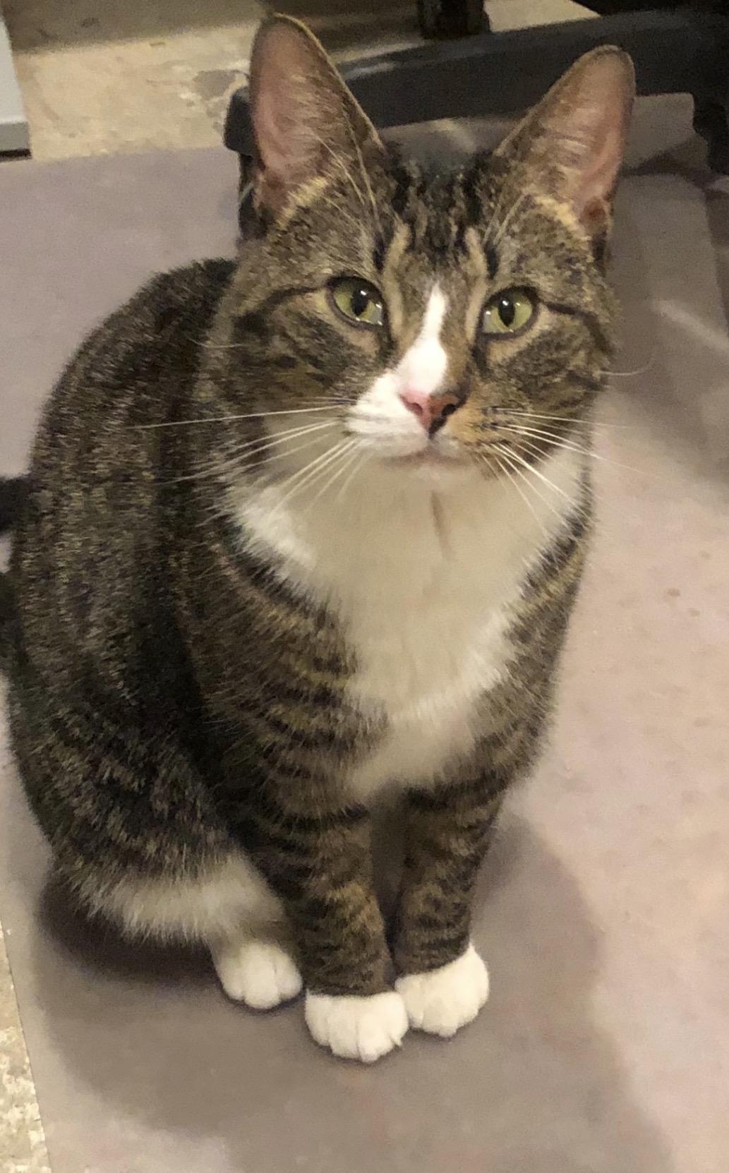 Enlarge Georgie Porgie (friendly and lovable) , a ADOPTABLE Domestic Short Hair in Staten Island, NY image 1/6