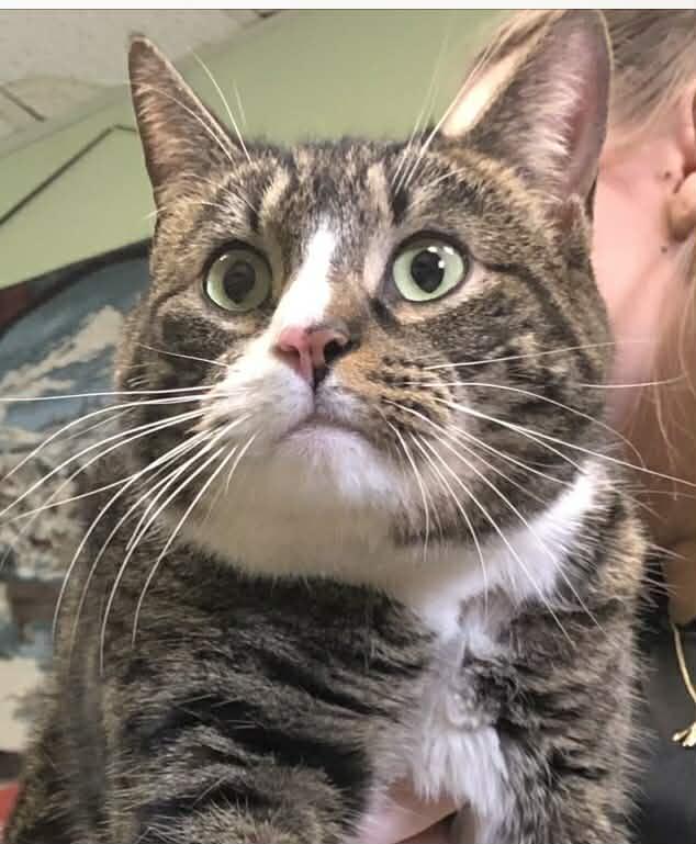 Enlarge Georgie Porgie (friendly and lovable) , a ADOPTABLE Domestic Short Hair in Staten Island, NY image 2/6