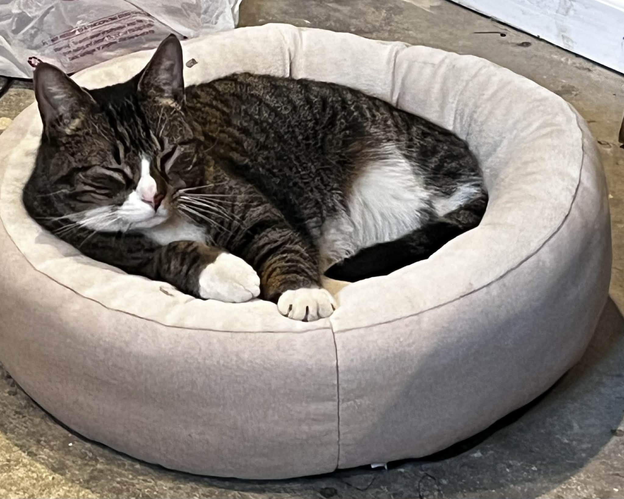 Enlarge Georgie Porgie (friendly and lovable) , a ADOPTABLE Domestic Short Hair in Staten Island, NY image 3/6