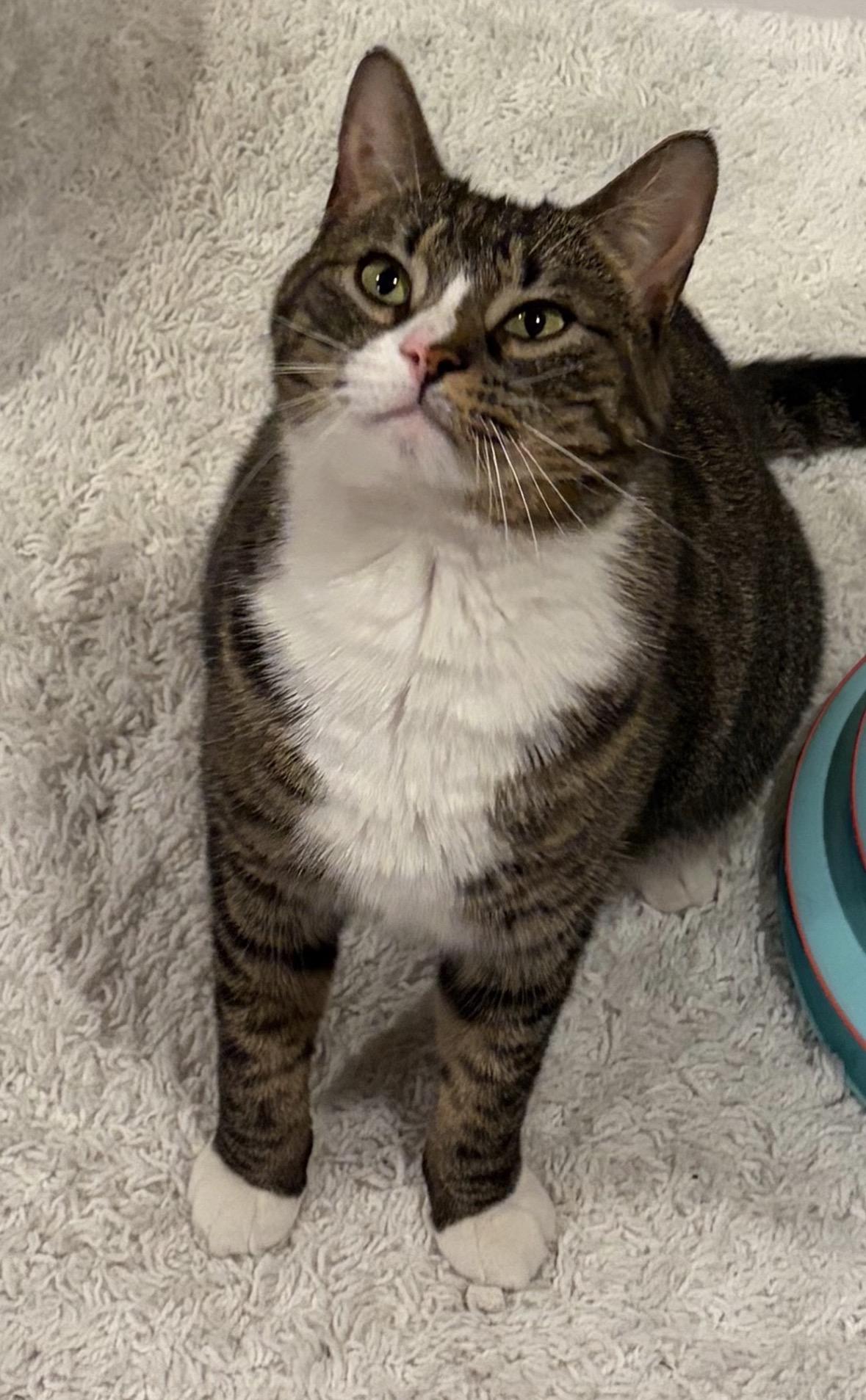 Enlarge Georgie Porgie (friendly and lovable) , a ADOPTABLE Domestic Short Hair in Staten Island, NY image 5/6