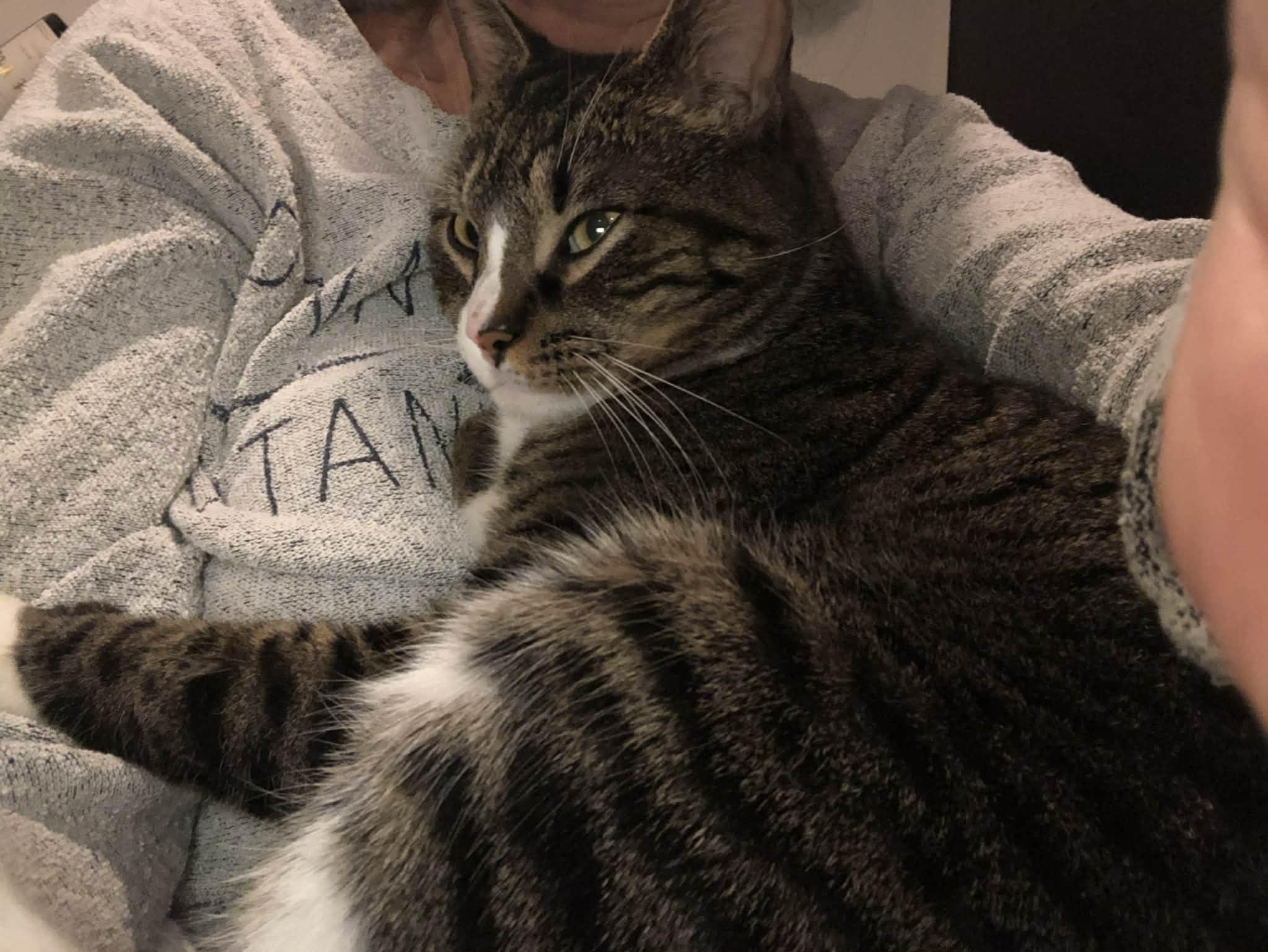 Enlarge Georgie Porgie (friendly and lovable) , a ADOPTABLE Domestic Short Hair in Staten Island, NY image 4/6