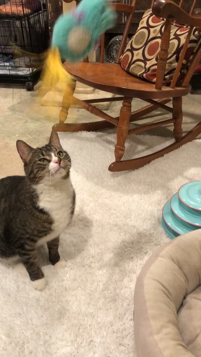 Enlarge Georgie Porgie (friendly and lovable) , a ADOPTABLE Domestic Short Hair in Staten Island, NY video 6/6