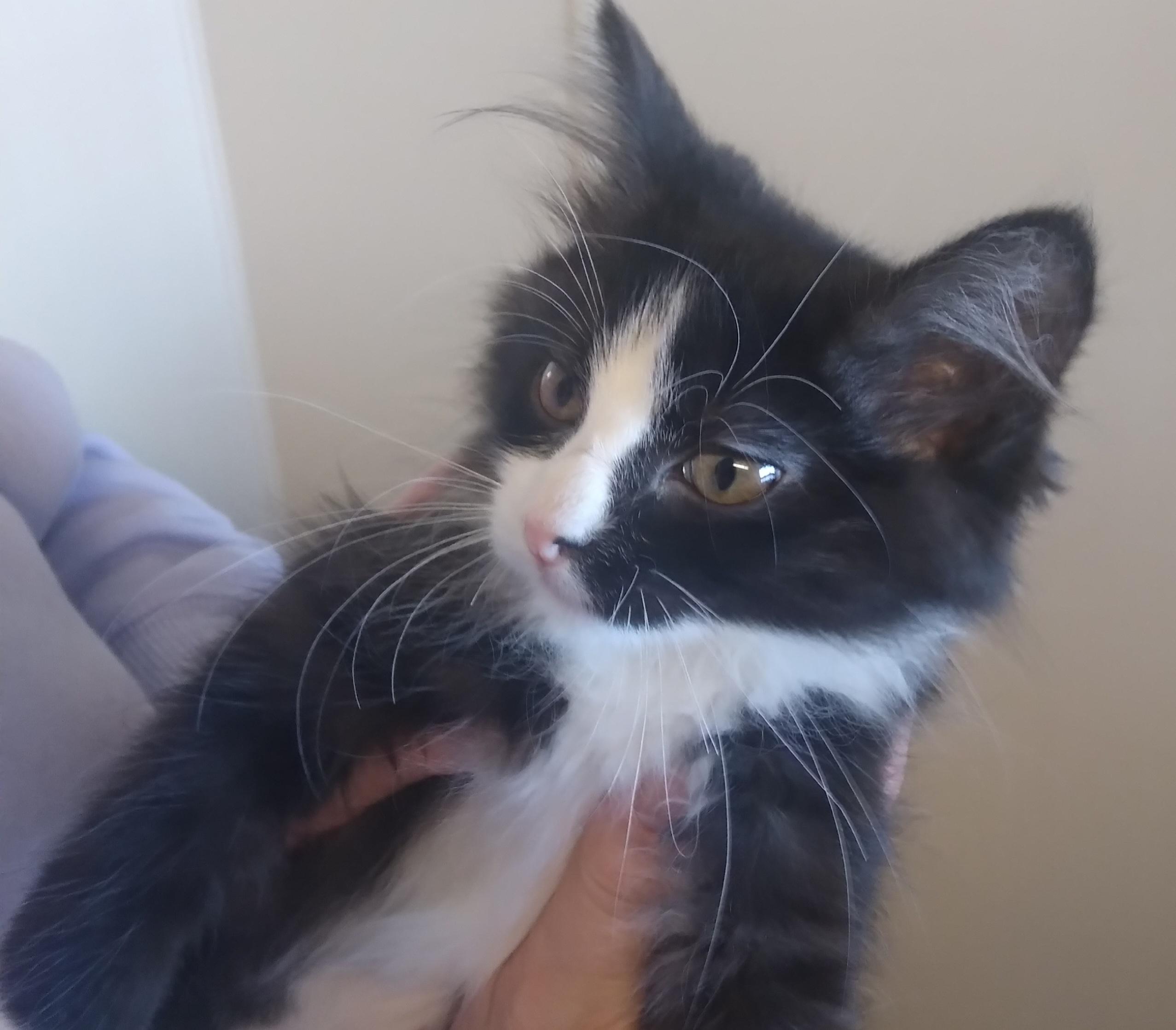 Enlarge ADELE, an adoptable Domestic Short Hair in Owatonna, MN image 1/5