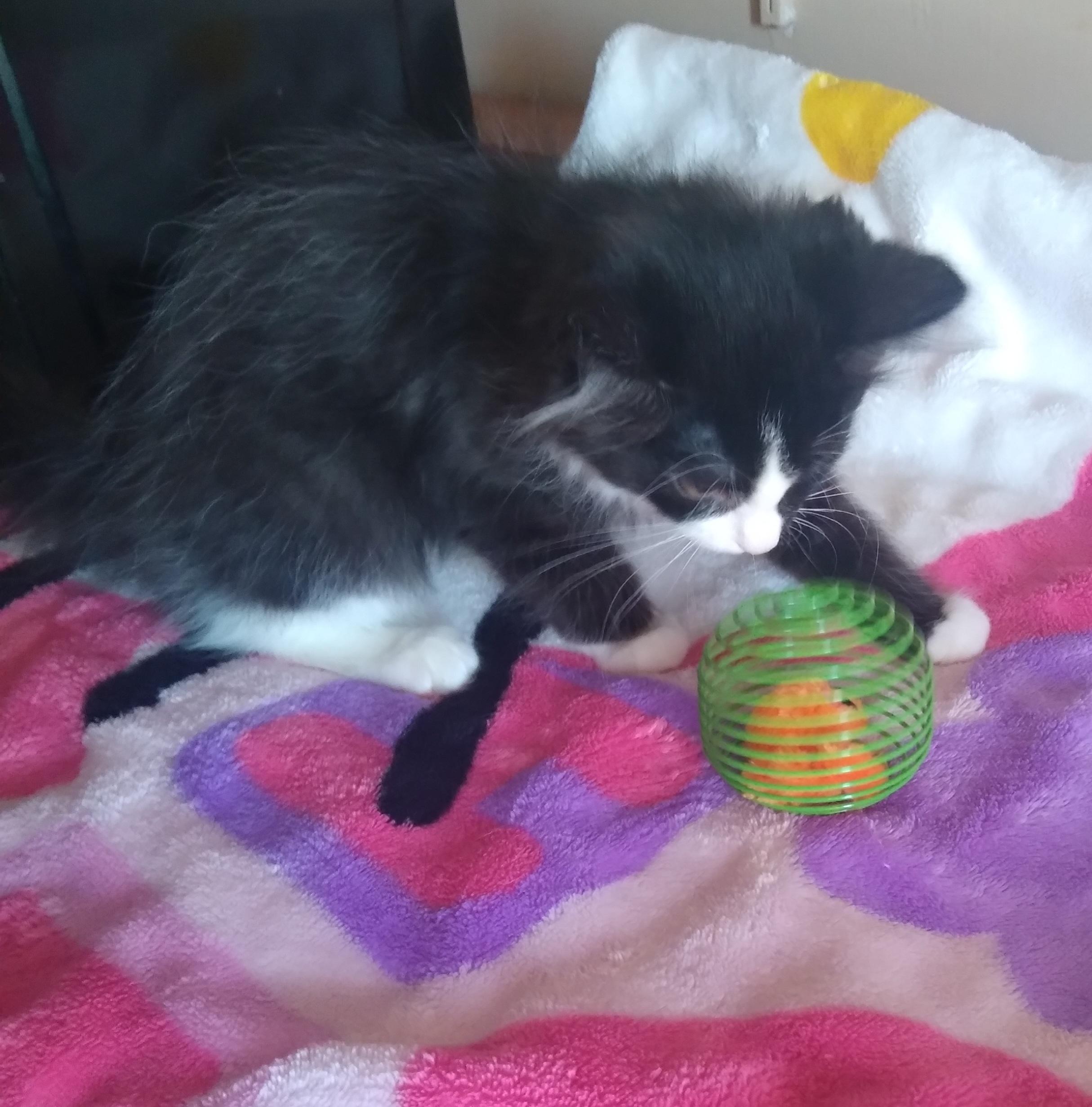 Enlarge ADELE, an adoptable Domestic Short Hair in Owatonna, MN image 2/5