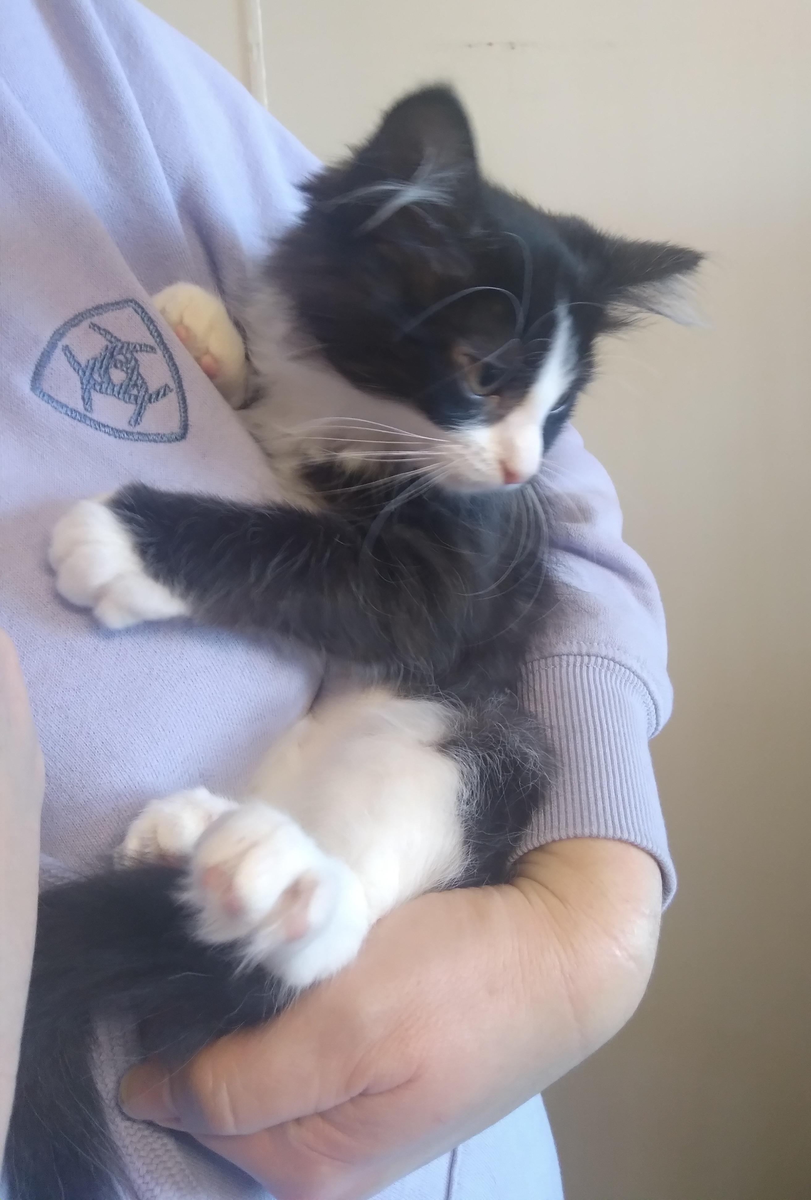 Enlarge ADELE, an adoptable Domestic Short Hair in Owatonna, MN image 5/5