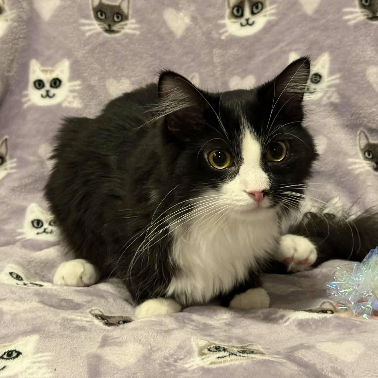 Enlarge ADELE, an adoptable Domestic Short Hair in Owatonna, MN image 2/5