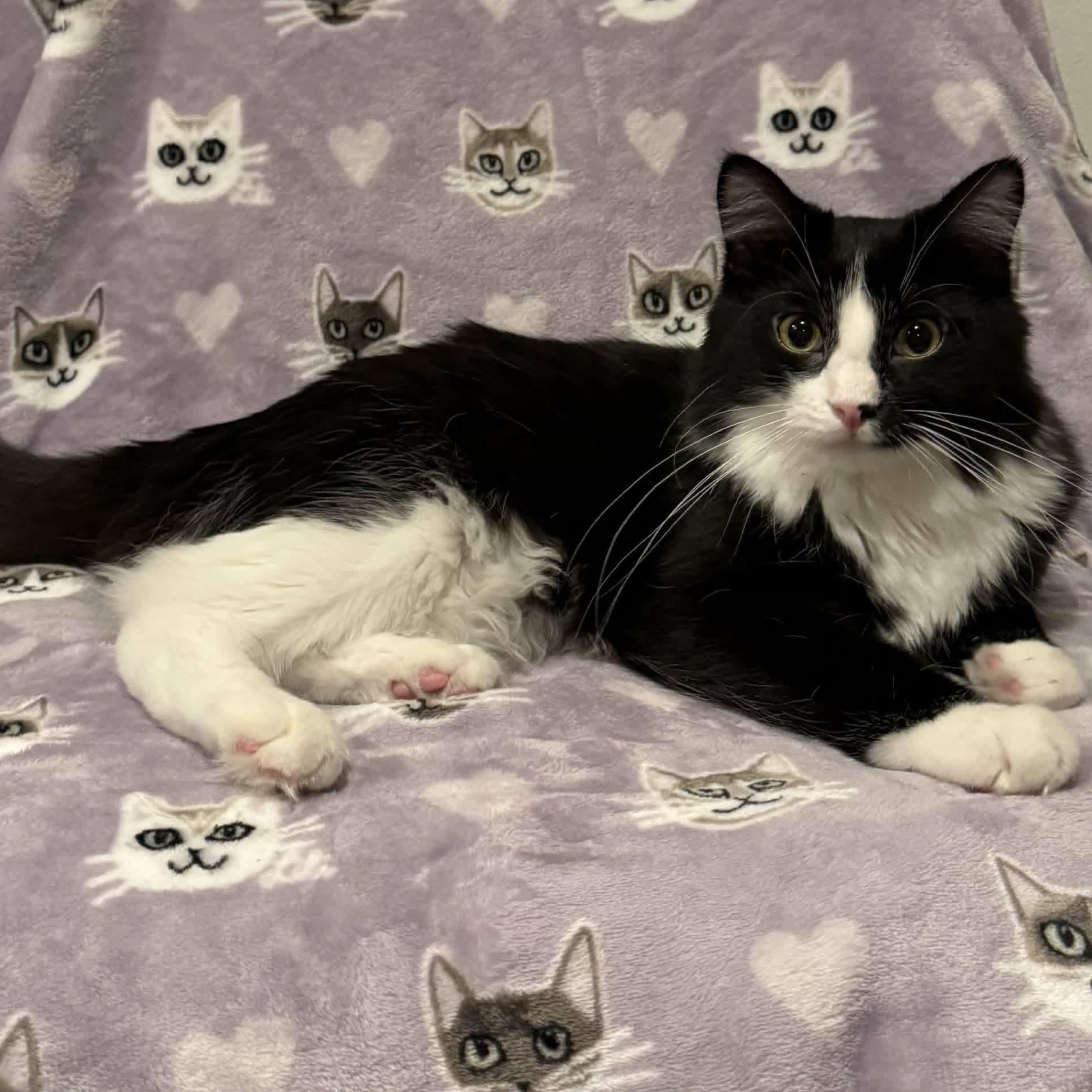 Enlarge ADELE, an adoptable Domestic Short Hair in Owatonna, MN image 1/5