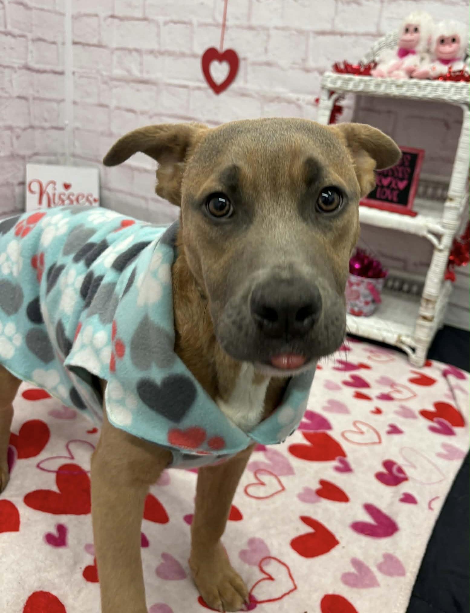 Enlarge Toodle, an adopted mixed breed in Oxford, MI image 4/5