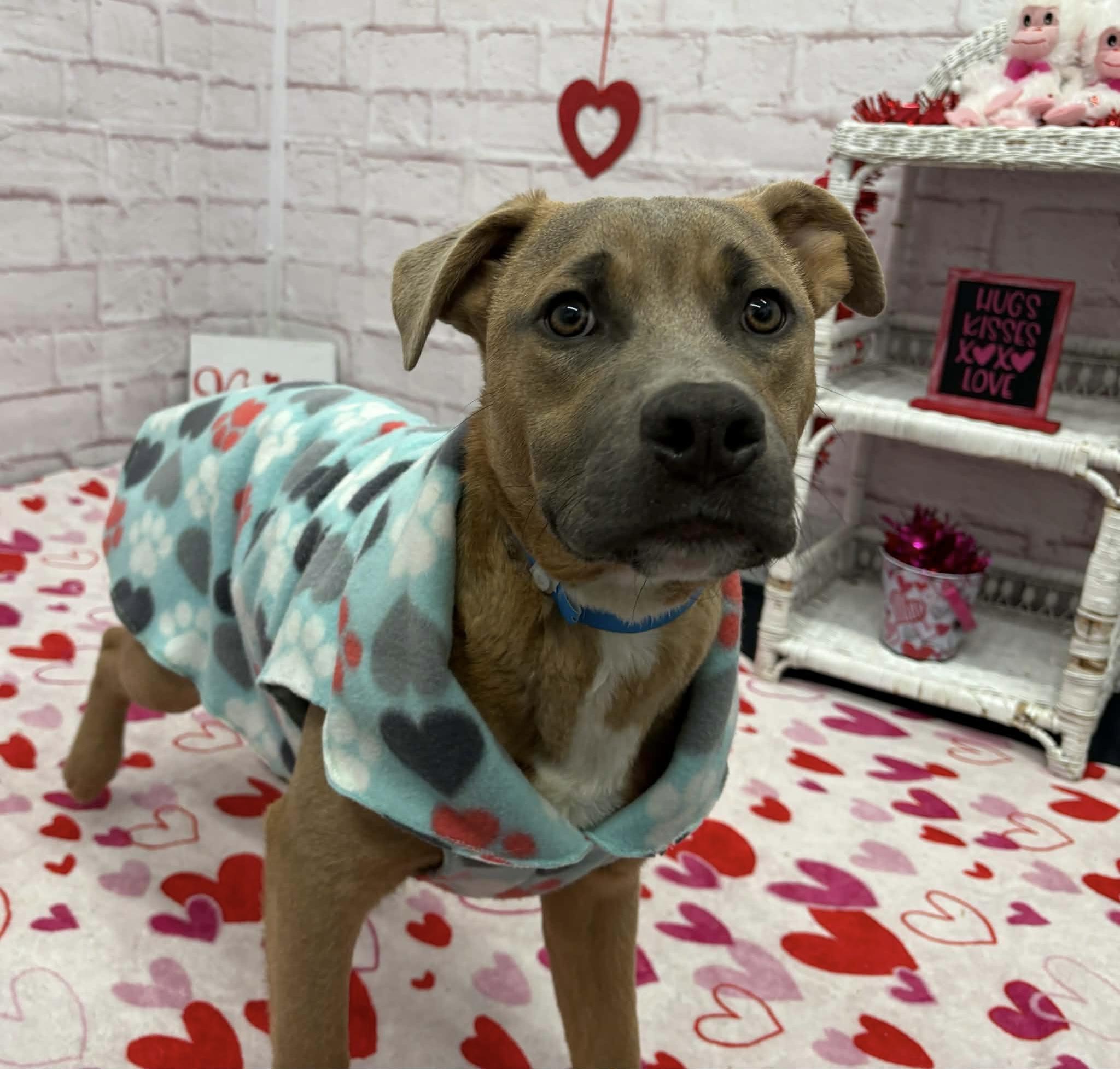 Enlarge Toodle, an adopted mixed breed in Oxford, MI image 5/5