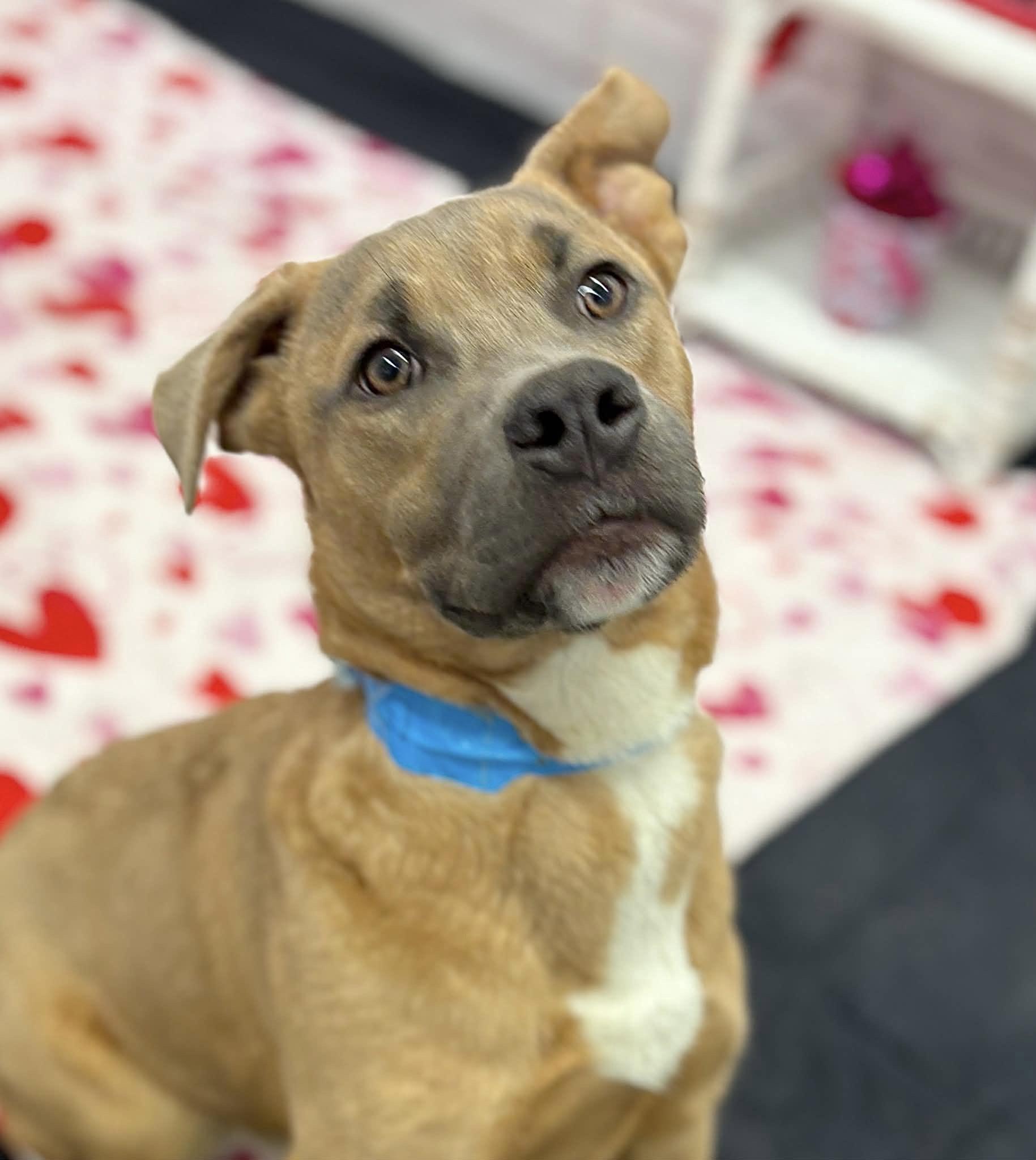 Enlarge Toodle, an adopted mixed breed in Oxford, MI image 3/5